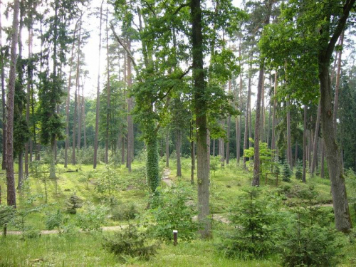 Arboretum Kudypy