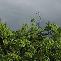 #drzewa #niebo #uczelnia #deszcz #krople #liście #gałęzie #chmury #szyba #okno