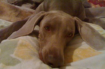 Agnes Wyżeł Weimarski #pies #piesek #pieski #szczeniak #szczeniaki #weimar #weimarski #wyzel #Wyżeł