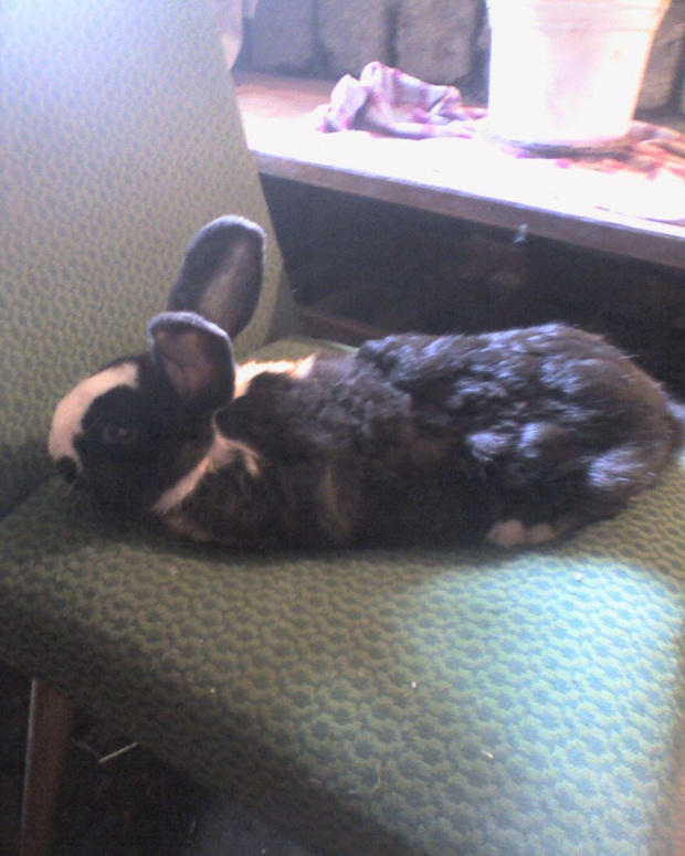 To jest mój najstarszy królik. Mianowicie Baks. Pamięta mojego drugiego królika o imieniu Rita. Pamięta też moje trzy nieżyjące już króliki: Baks - Szynszyl Wielki (mój pierwszy królik), Jadzia (mój trzeci królik) i Stefan (mój czwarty królik) - Olbrzy...