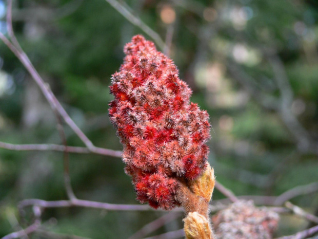 Drzewa, krzewy, kwiaty, cisza i spokój. Miejsce warte odwiedzenia. #KopnaGóra #Arboretum