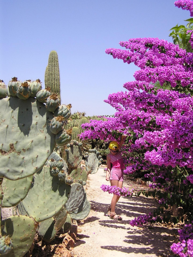 Majorka, ogród botaniczny Botanicactus #Majorka #zwiedzanie #kaktusy