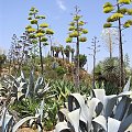 Majorka, ogród botaniczny Botanicactus #kaktusy #Majorka #zwiedzanie