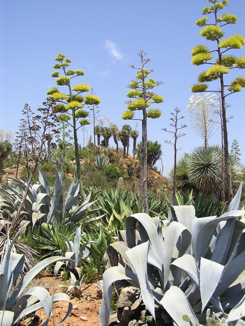 Majorka, ogród botaniczny Botanicactus #kaktusy #Majorka #zwiedzanie