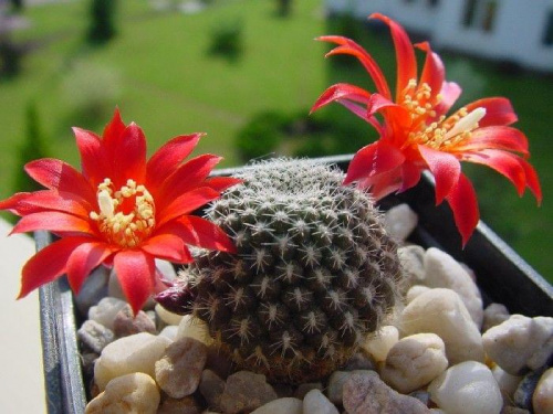 Rebutia krainziana