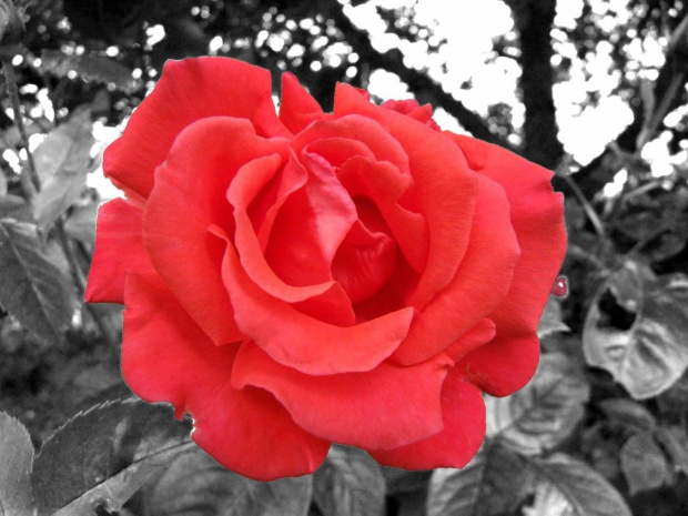 Czerwona róża na czarno-białym tle.
FujiFilm 9600S -(28-300mm)
+photoshop #Kwiat #róża #natura #przyroda