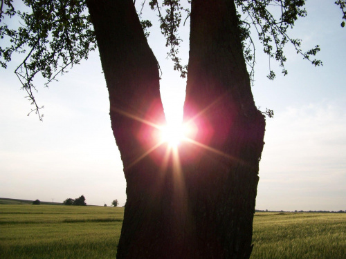 Słońce pomiędzy konarami #słońce #drzewo #drzewa #rośliny #roślina #natura #przyroda #krajobraz #krajobrazy