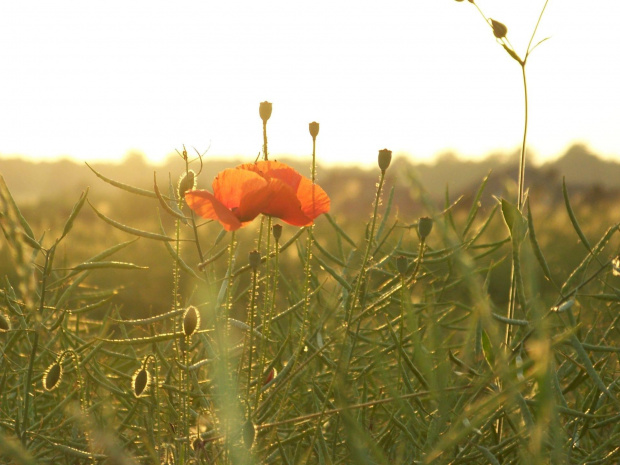 Mak #mak #kwiat #kwiaty #rośliny #roślina #przyroda #natura