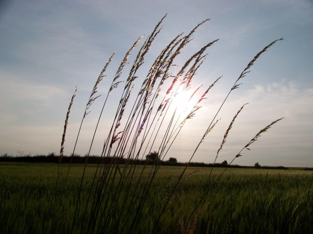 Zboże na tle Słońca #zboże #rośliny #roślina #przyroda #natura