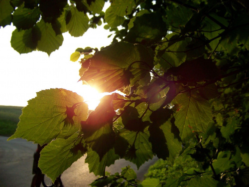 Liście ze Słońcem w tle #liście #rośliny #roślina #przyroda #natura #słońce