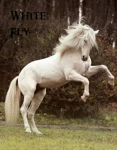 white fly