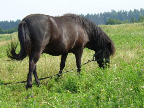 Mój kochany konik EDI