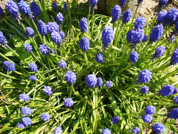Niebieskie kwiateczki widziane w góry