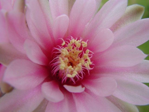 Gymnocalycium