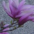 magnolia