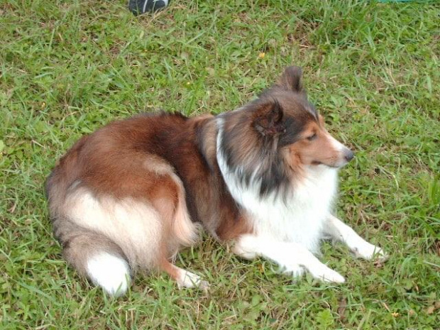 Lassie