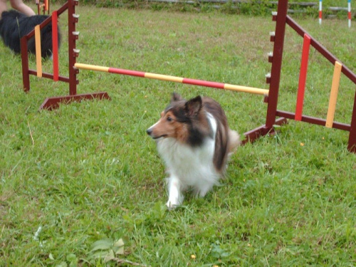 Lassie i hopka
