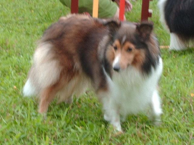 Lassie