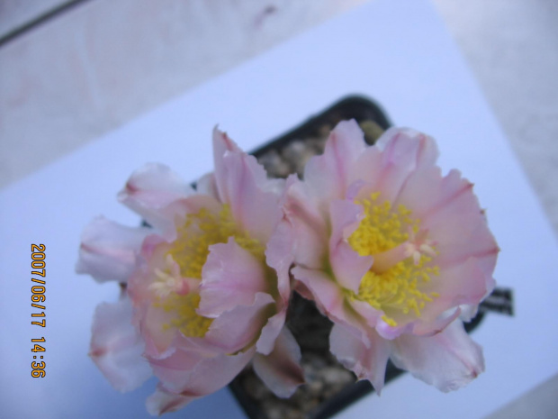 Tephrocactus geometricus