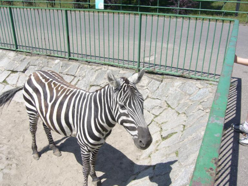 Zoo - Chorzów.