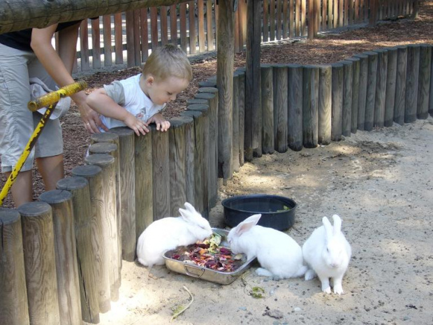 Zoo - Chorzów.