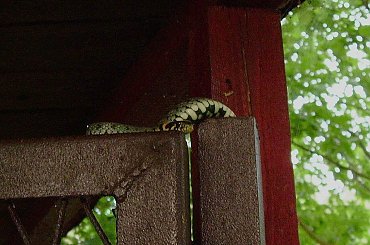 na furtce kojca:)) #natura #przyroda #zaskroniec #gady