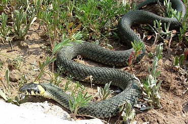 SSS....:))) #natura #przyroda #zaskroniec #gady