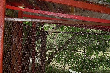 no i gdzie on tam wlazł... #natura #przyroda #zaskroniec #gady