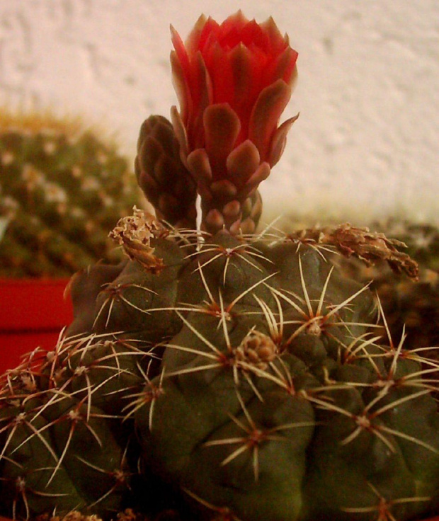 #GymnocalyciumKaktusCactus