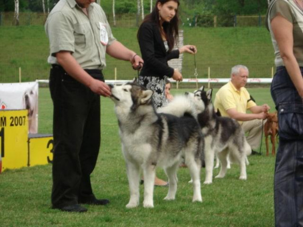 ALASKAN MALAMUTE - HURRICANE Appalachian _ reproduktor