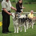 ALASKAN MALAMUTE - HURRICANE Appalachian _ reproduktor