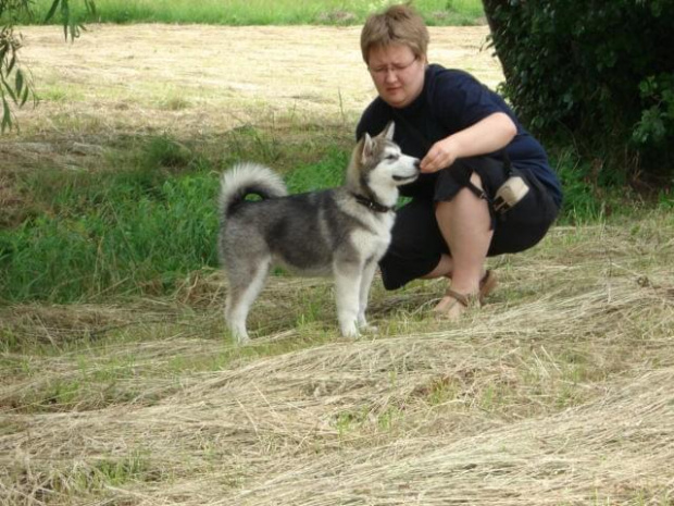 ALASKAN MALAMUTE, JULY RAIN Appalachian