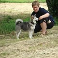 ALASKAN MALAMUTE, JULY RAIN Appalachian