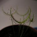 Drosera binata ssp dichotoma var multifida. Jak będzie wieksza to liście zamiast dwóch konców moga mieć aż osiem!