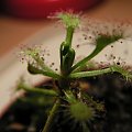 Drosera madagascariensis, jak widać zaczęła rosnąć i to dość intensywnie :) niedługo bedzie jeszcze więcej młodych liści.