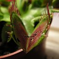 Dionaea muscipula