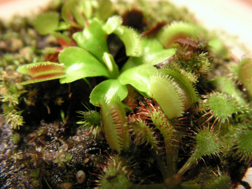 Mój nowy nabytek, Dionaea muscipula saw tooth.Narazie jest mała ale jak urośnie będzie jeszcze ładniejsza.w doniczce w ramach gratisu były trzy spatulaty i jakiś pływacz :)