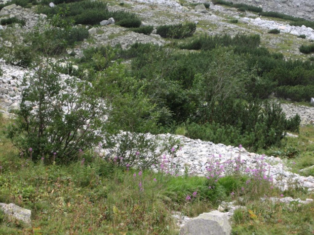 Dolina Zielona Kieżmarska