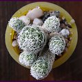 Mammillaria vetula ssp gracilis #kaktusy