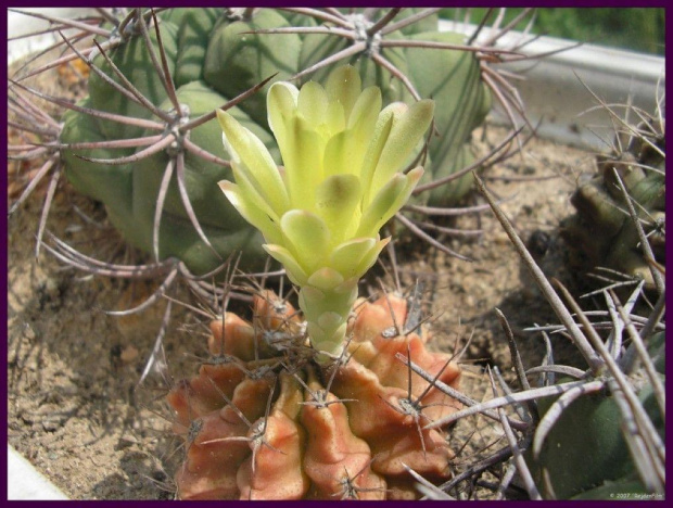 gymnocalycium #kaktusy