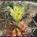 gymnocalycium #kaktusy