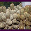 Mammillaria elongata v. anguinea,Mammillaria elongata v. rutotracea #kaktusy