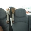 a tak Tupuś podróżuje w samochodzie :) #pies #piesek #szczeniak #beagle