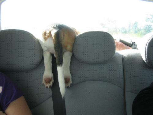 a tak Tupuś podróżuje w samochodzie :) #pies #piesek #szczeniak #beagle