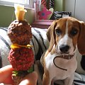 hipnoza jedzeniem :D #pies #piesek #szczeniak #beagle