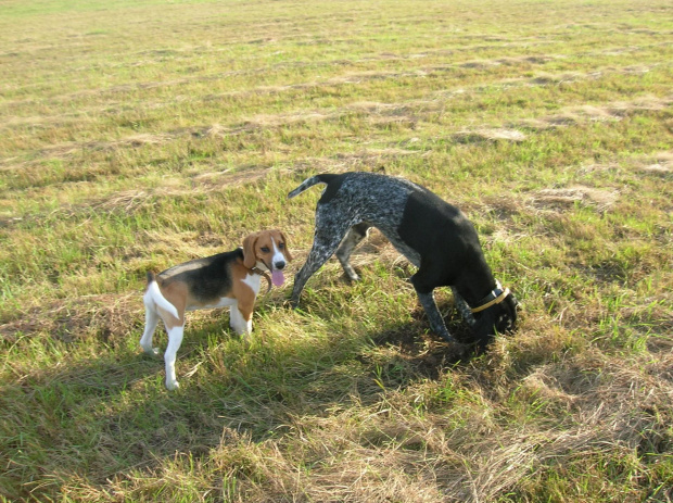 Tupuś z kolegą :) #pies #piesek #szczeniak #beagle