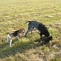 Tupuś z kolegą :) #pies #piesek #szczeniak #beagle