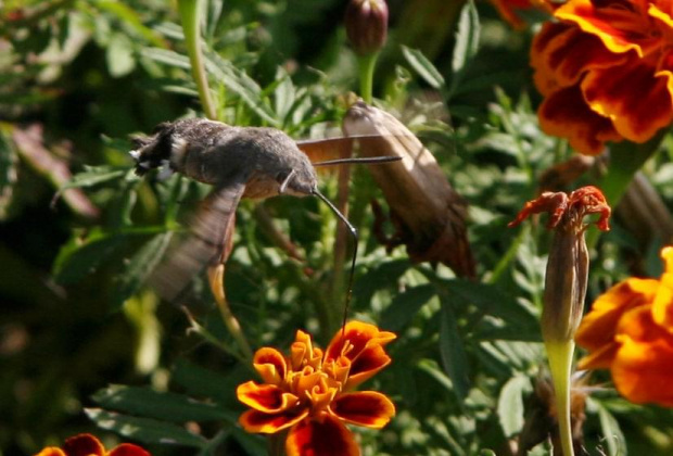 Fruczak gołąbek
(Macroglossum stellatarum) #makro #motyle #zawisaki