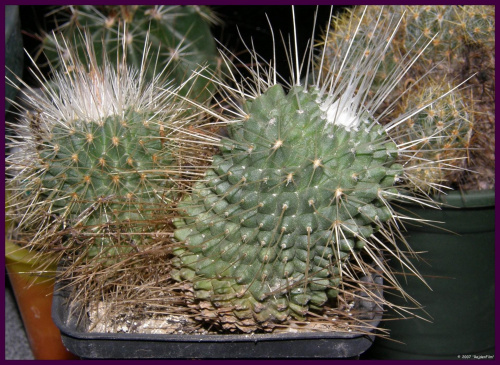 spinosissima ssp. spinosissima cv. pico #kaktusy