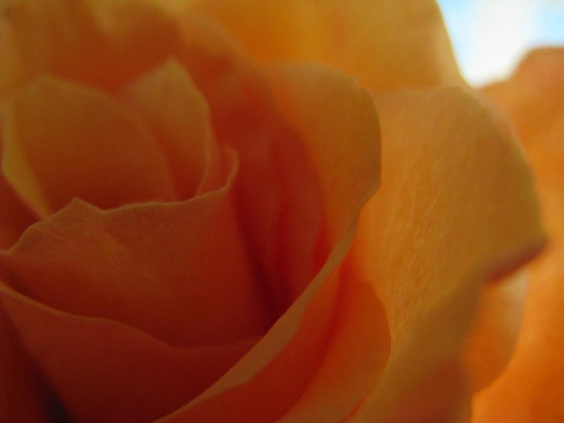 #róża #żółto #kwiaty